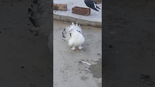 Lakka Kabutarcolumbidae pigeon bird kabootar pets1466 [upl. by Jordain]