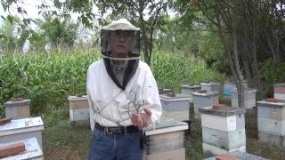 Michael Palmer  On Package Bees [upl. by Laryssa]