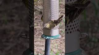 Siskins Bucklers Hard New Forest Hampshire UK 050824 [upl. by Lesli]