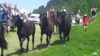 Vidéo Transhumance en Bethmale 2015larrivée des chevaux au cirque de Campuls [upl. by Eelahc41]