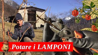 Come POTARE i Lamponi [upl. by Jana855]