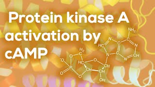 Protein kinase A activation by cAMP [upl. by Hayley]