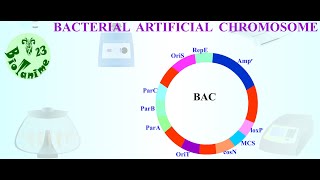 BACTERIAL ARTIFICIAL CHROMOSOME [upl. by Olifoet80]