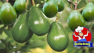 🥑ABACATE PRODUZINDO NO VASO EM POUCO TEMPO😱🥑🥑 PASSO A PASSO AQUI 🥑😍 [upl. by Schug40]