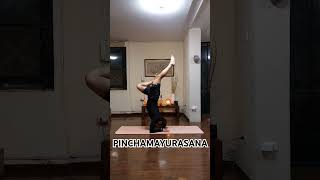 20240712 pinchamayurasana [upl. by Pauly715]