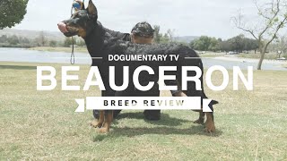 BEAUCERON BREED REVIEW [upl. by Einahpetse]