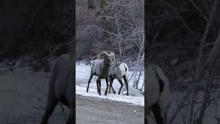 Thats gotta hurt Rams ritual head butting shorts hiking colorado wildlife bighorn [upl. by Airaet]