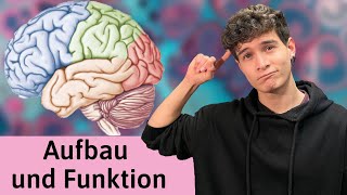 Das Gehirn Aufbau und Funktion einfach erklärt  Cortex [upl. by Waal]