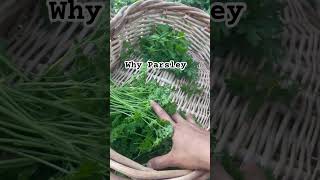 Why we grow a lot of parsley in the edible forest [upl. by Sirovaj]