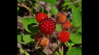 Identify Invasive Shrubs  Wineberry [upl. by Kirby359]