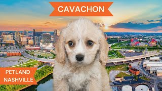 Cavachon Breed Highlights [upl. by Eeleak]