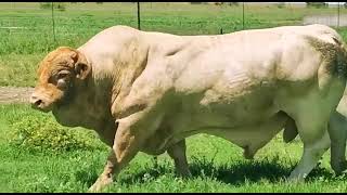 Powerful Charolais bull [upl. by Resiak]