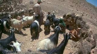 Bakhtiari nomads Chaharmahal and Bakhtiari mountain ranges of Irans ZagrosMilking sheepnomads [upl. by Boland]