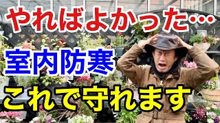 【そのままではダメ】室内での植物防寒対策の仕方教えます 【カーメン君】【園芸】【ガーデニング】【初心者】 [upl. by Haggi]