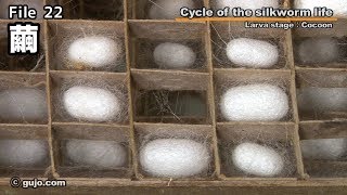 【蚕の一生】Cycle of the silkworm life 2233 繭 [upl. by Goggin]