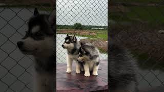 Siberian Husky Puppies All India Shipping Possible husky puppies dogs [upl. by Bilski]