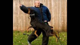 How to Train a Dog to Attack K91com [upl. by Lothario79]