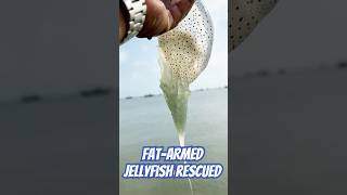 Standard FatArmed Jellyfish Rescued shorts jellyfish fishing [upl. by Ycinuq]