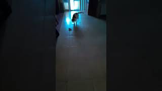 Cat scooting and playing with toy Short Video cat [upl. by Procora]