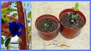 How to Grow Clitoria Ternatea Aparajita or Butterfly Pea from seed  scarifying method [upl. by Rehtul746]