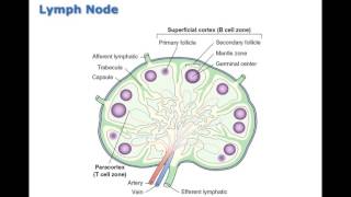 Chapter 11 Disorders of White Blood Cells and Lymphoid Tissues BIO216 [upl. by Gladys]