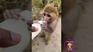 Laugh Out Loud The Funniest Monkey Moments Ever [upl. by Tremaine406]