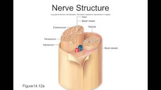 Chapter 14 Nervous Tissue Part3 BIOL223 [upl. by Philip]