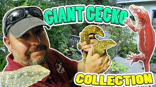 GIANT GECKO COLLECTION  100 Leachies  South Tex Gex [upl. by Euphemia853]