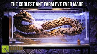 The Coolest Ant Farm Ive Ever Made  quotLEVIATHANquot Ant Tank [upl. by Freeland]