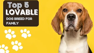 Top 5 Lovable Dog Breeds Your Perfect Family Companion [upl. by Miller176]