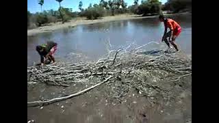 O RESGATE DE PEIXES DAS LAGOAS TEMPORÁRIAS PARA AS LAGOAS BERÇÁRIO PARA GARANTIR A PRESERVAÇÃO [upl. by Adnilak]