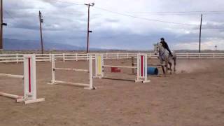 Jumping Percheron  Bounces [upl. by Duntson264]