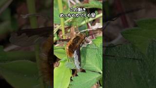 ビロウドツリアブの動きがかわいすぎる【昆虫 自然観察 かわいいがすぎる】 [upl. by Lynn]