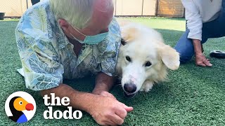 115Pound Great Pyrenees Keeps Getting Adopted And Returned Until  😍  The Dodo Adoption Day [upl. by Ley]