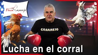 ¿Por qué se PELEAN los GALLOS 🐓🥊 [upl. by Yehudi]