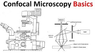 Confocal microscopy Basics [upl. by Retsam]