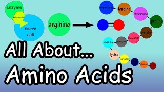 Amino Acids  What Are And What Do Amino Acids Do  What Are Complete And Incomplete Proteins [upl. by Seabury]