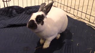 Are Playpens Ideal for Rabbit Living Find Out Here [upl. by Naitsyrk]