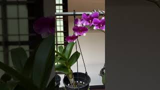 Dendrobium orchid orchid flowergarden 🌸🌿🌱 [upl. by Chemaram]