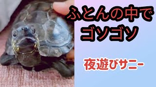 【夜遊びサニー】クサガメと暮らす turtle 亀大好き [upl. by Karney512]