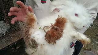 Karjee Angora Rabbit Farmwest sikkim [upl. by Kingston]