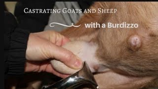 How CASTRATION in caprine sheep and goat  is doing in fieldviral animals goat goatfarming [upl. by Yekram]