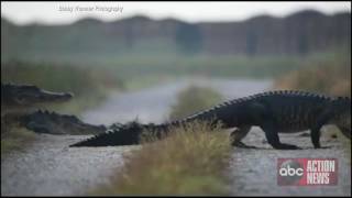 Photographer out on shoot captures crazy video of gator crossing near Florida swamp [upl. by Lulita]