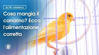 Cosa mangia il canarino Ecco lalimentazione corretta  Amoreaquattrozampeit [upl. by Vil]