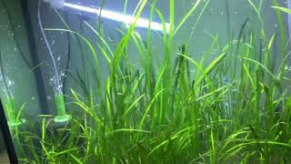 My vallisneria tank 😢 [upl. by Eimmot]