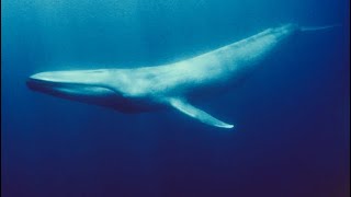 Antarctic Blue Whale · Awen [upl. by Repsag417]