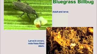 Insect Pests Part 2 Billbugs and Chinchbugs [upl. by Pontius687]