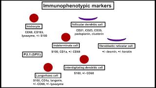 Histiocytic and Dendritic Cell Tumors An Update by Jason L Hornick MD PhD [upl. by Natalia665]