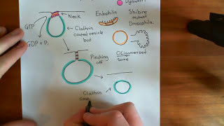 Clathrin Mediated Endocytosis and The Endocytic Pathway Part 6 [upl. by Athalia]