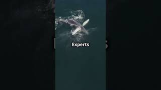 Whale Encounter Solo Rowers Atlantic facts [upl. by Thapa]